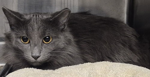 MACY, an adoptable Domestic Long Hair in Decatur, IL