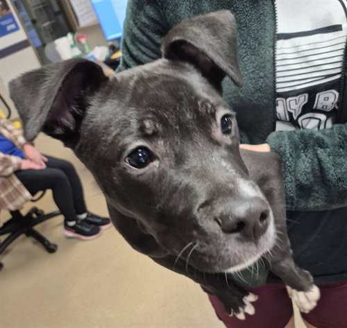 MATCH, an adoptable Pit Bull Terrier in Decatur, IL