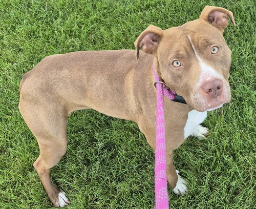 PIGTAILS, an adoptable Pit Bull Terrier in Decatur, IL