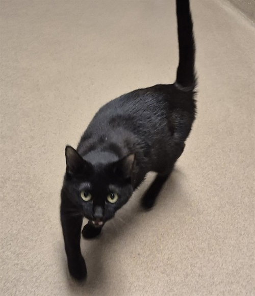 PEPPER, an adoptable Domestic Short Hair in Decatur, IL