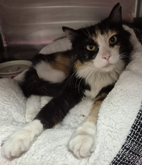 CURI, an adoptable Domestic Medium Hair in Decatur, IL