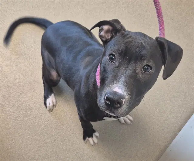 Midnight Sun - Pit Bull Terrier