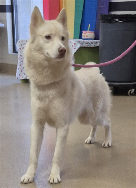 FRENCH FRY, an adoptable Siberian Husky in Decatur, IL