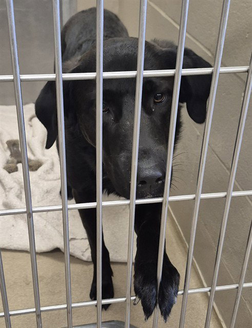 CHOCOLATE CUSTARD, an adoptable Labrador Retriever in Decatur, IL