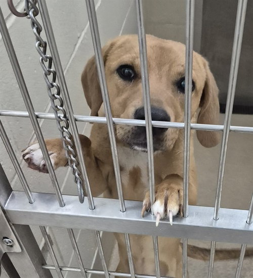 RICARDO, an adoptable Labrador Retriever in Decatur, IL