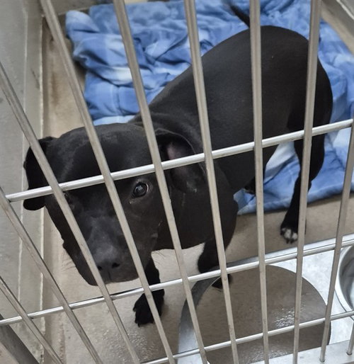 VELVET, an adoptable Pit Bull Terrier in Decatur, IL
