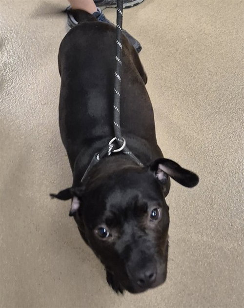 VELVET, an adoptable Pit Bull Terrier in Decatur, IL