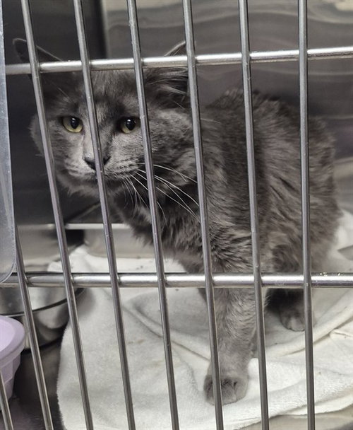 OLIVIA, an adoptable Domestic Medium Hair in Decatur, IL