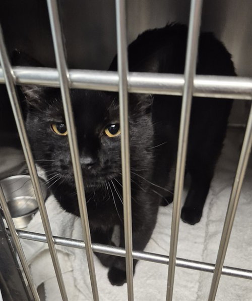 XERXES, an adoptable Domestic Medium Hair in Decatur, IL