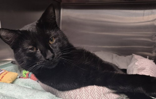 XERXES, an adoptable Domestic Medium Hair in Decatur, IL