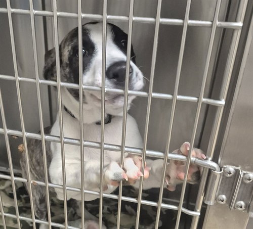 GUY DIAMOND, an adoptable Pit Bull Terrier in Decatur, IL