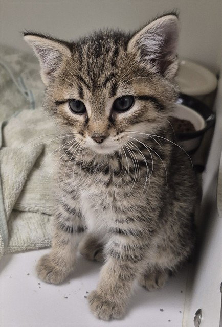 RUBBLE, an adoptable Domestic Short Hair in Decatur, IL