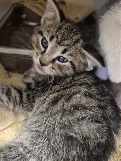CHASE, an adoptable Domestic Short Hair in Decatur, IL