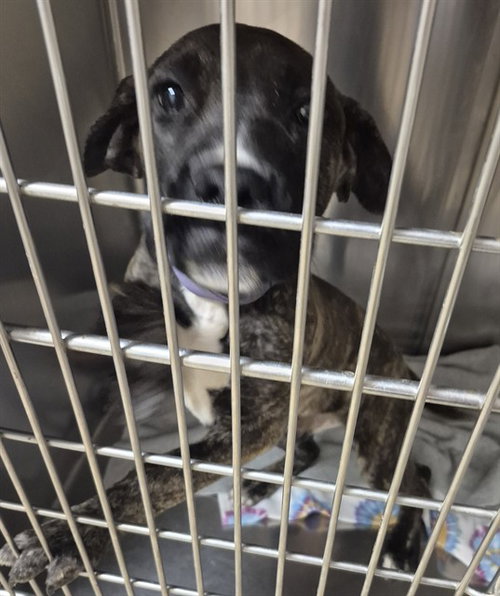 LOLLIPOP, an adoptable Plott Hound in Decatur, IL