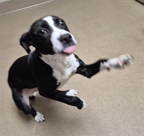 GROG, an adoptable Labrador Retriever in Decatur, IL