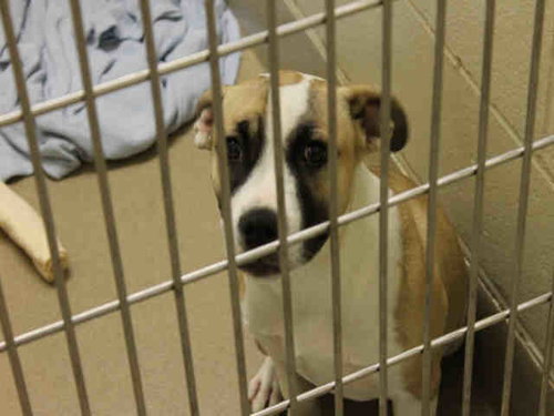 KATNISS, an adoptable Pit Bull Terrier in Decatur, IL