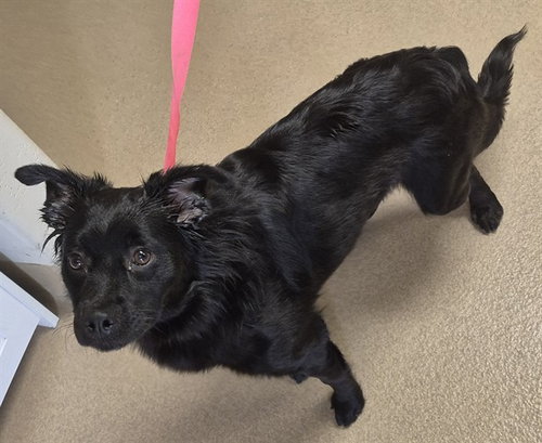 MISSY ELLIOT, an adoptable Border Collie in Decatur, IL