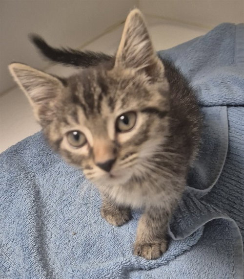 CHUMPO, an adoptable Domestic Short Hair in Decatur, IL