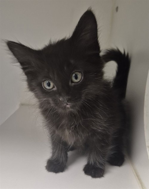 WHACK, an adoptable Domestic Short Hair in Decatur, IL