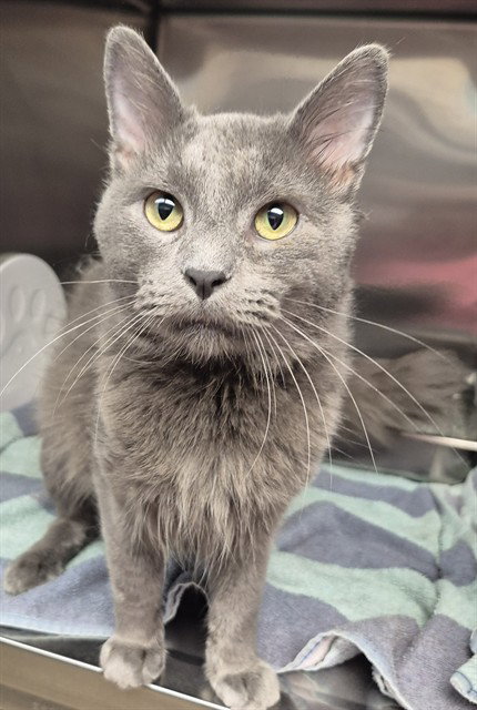 LARRY THE SQUIRREL, an adoptable Domestic Long Hair in Decatur, IL