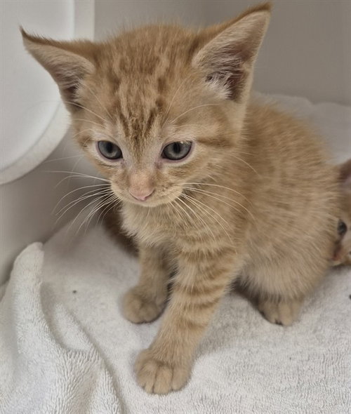 JEEPERS, an adoptable Domestic Short Hair in Decatur, IL