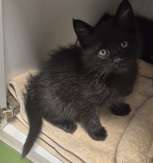 PUA, an adoptable Domestic Short Hair in Decatur, IL