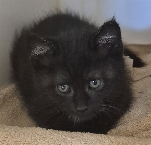 HEI HEI, an adoptable Domestic Short Hair in Decatur, IL