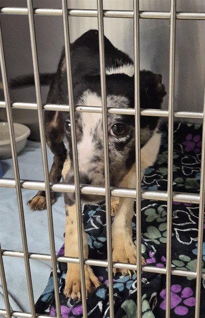 MARVIN, an adoptable Australian Cattle Dog in Decatur, IL