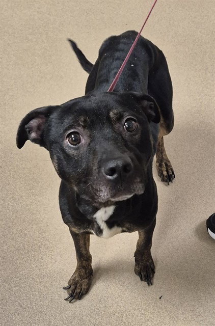 BABY PINK