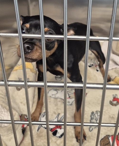 DELTA, an adoptable Chihuahua in Decatur, IL