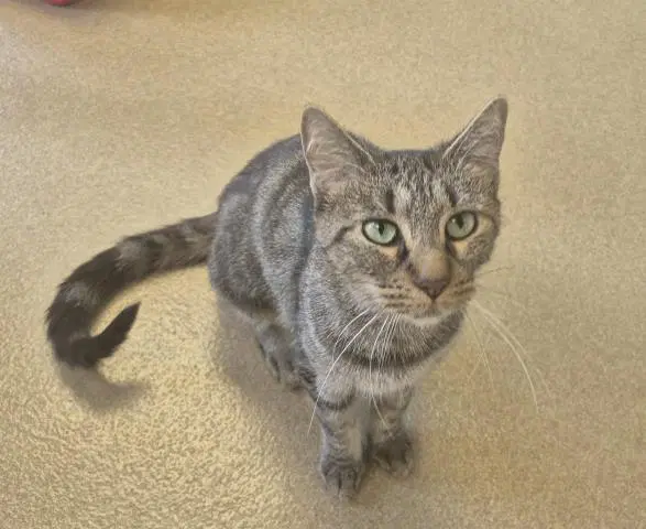 Acme - Domestic Short Hair