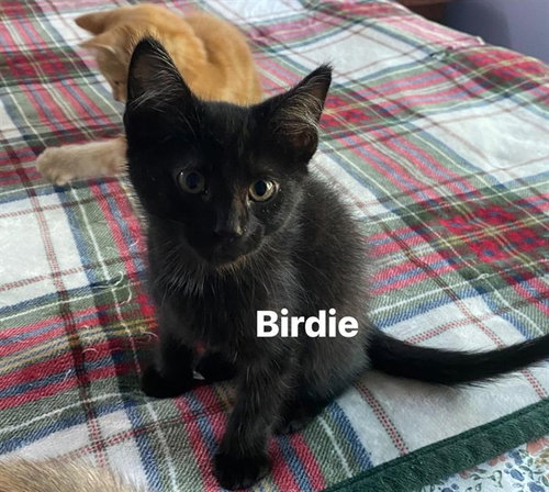 BIRDIE