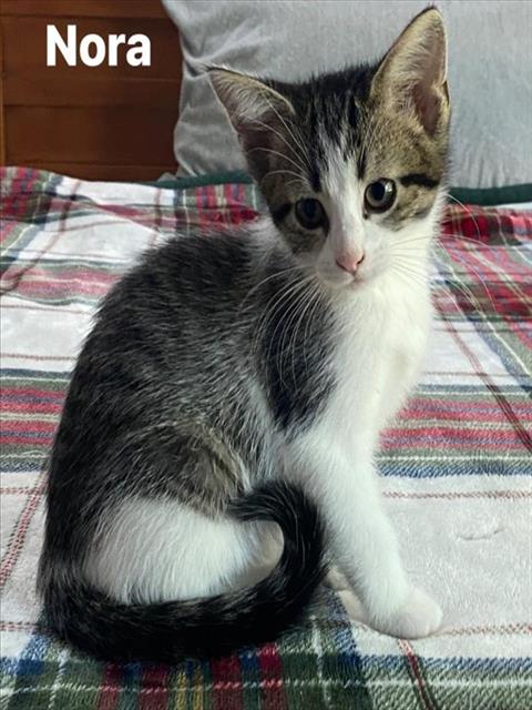 NORA
