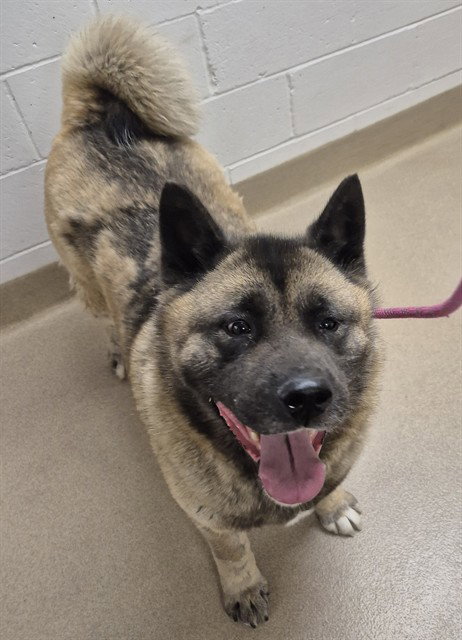FUNSHINE BEAR, an adoptable Akita in Decatur, IL