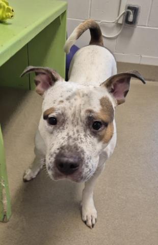 ZEUS POTATO, an adoptable Pit Bull Terrier in Decatur, IL