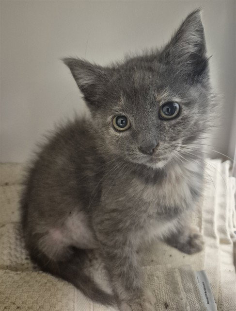 TOOTHBRUSH, Baby Domestic Short Hair (medium coat), cat for adoption in Decatur, Illinois