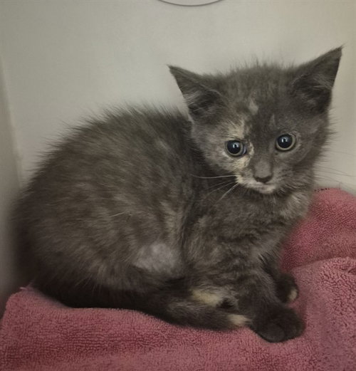 LOOFA, Baby Domestic Short Hair (medium coat), cat for adoption in Decatur, Illinois