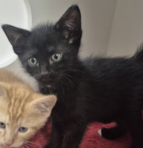 CHIPPY DIPPY DOPEY DUB, Baby Domestic Short Hair (medium coat), cat for adoption in Springfield, Illinois