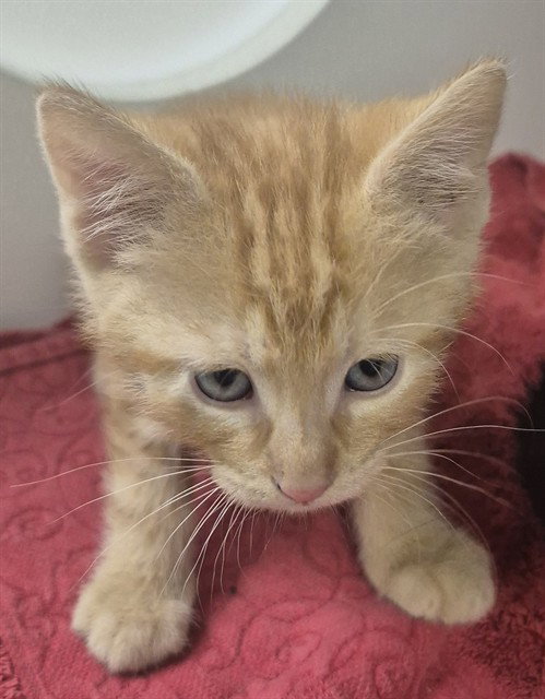 LIDA BEEDA BODA BUTT, Baby Domestic Short Hair (medium coat), cat for adoption in Springfield, Illinois