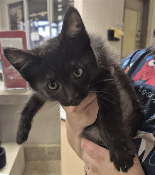 OPHELIA, Baby Domestic Short Hair (medium coat), cat for adoption in Decatur, Illinois