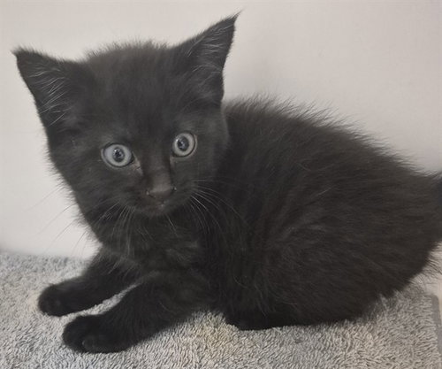 RALPH, Baby Domestic Short Hair (medium coat), cat for adoption in Springfield, Illinois