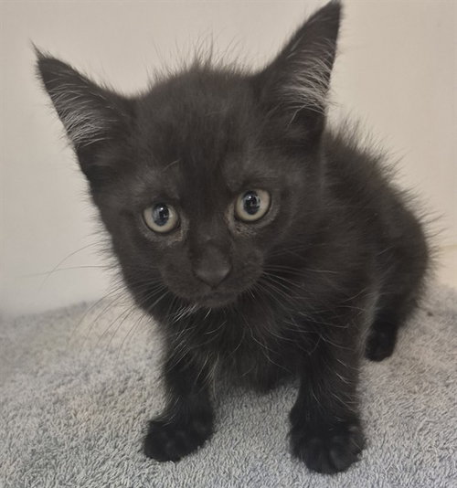 JULIET, Baby Domestic Short Hair (medium coat), cat for adoption in Springfield, Illinois