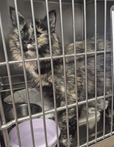 JUNIE, Young Domestic Long Hair (medium coat), cat for adoption in Springfield, Illinois