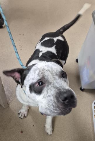picture of the dog needing adoption