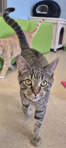 Pharaoh - Domestic Short Hair