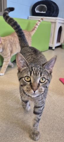 picture of the cat needing adoption