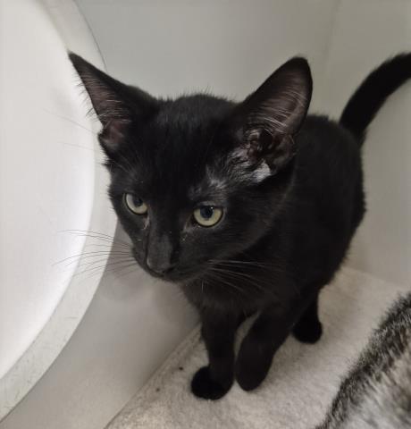DO-SI-DO, Baby Domestic Short Hair (medium coat), cat for adoption in Decatur, Illinois