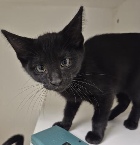 TAGALONG, Baby Domestic Short Hair (medium coat), cat for adoption in Decatur, Illinois