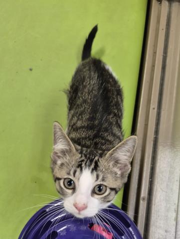 SAMOA, Baby Domestic Short Hair (medium coat), cat for adoption in Springfield, Illinois
