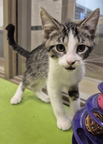 THIN MINT, Baby Domestic Short Hair (medium coat), cat for adoption in Decatur, Illinois